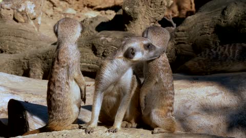 Meerkats funny clip cute animals