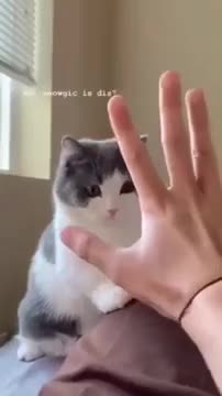 1.cute cat funny #shorts 2