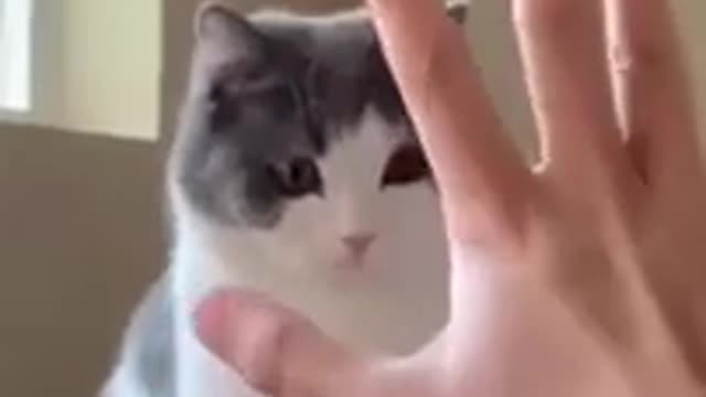 1.cute cat funny #shorts 2