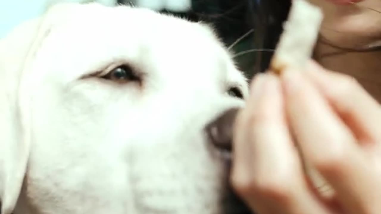 This funny dog really wants his treat, such a darling