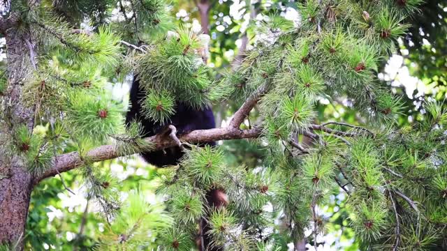 High in dense bamboo