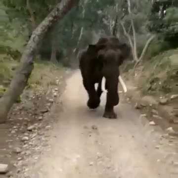 Wildlife in Close view with different perspective.