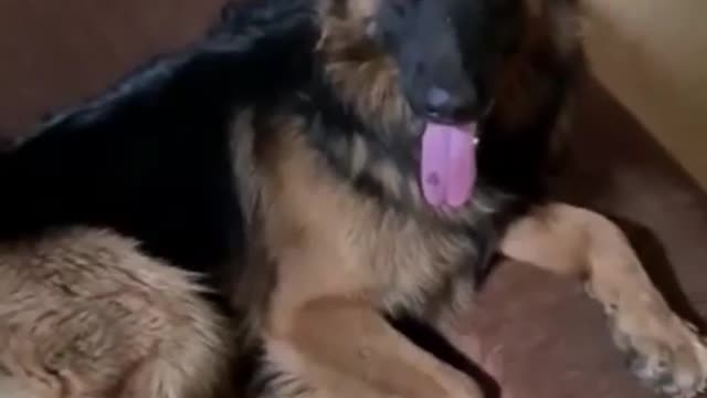 Pet dog resting on sofa giving owner's left neck massage