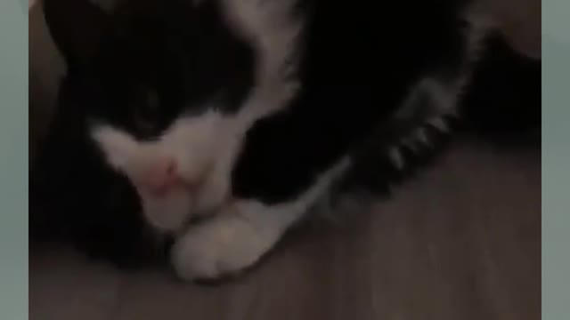 Gymnastic Cat Rolling Over Head. Funny Cat video