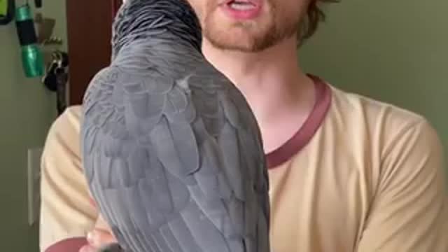 Fall In Love With HILARIOUS PARROT