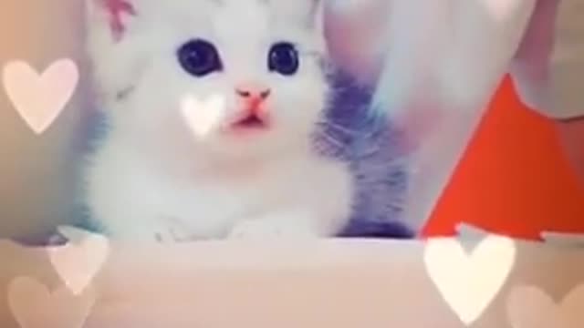 CUTE CAT🐱| YOU CAN'T IGNORE THIS CAT CUTENESS