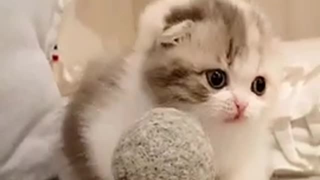 CUTE FLUFFY KITTEN❤️❤️❤️😸😸😸 || Funny Cats||