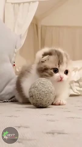 CUTE FLUFFY KITTEN❤️❤️❤️😸😸😸 || Funny Cats||