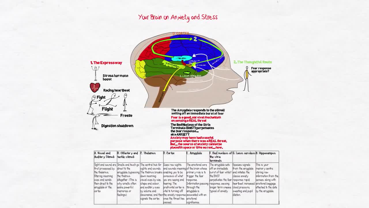 Your Brain on Stress and Anxiety