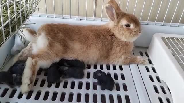 mother rabbit baby