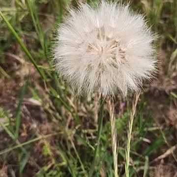 Dandelion