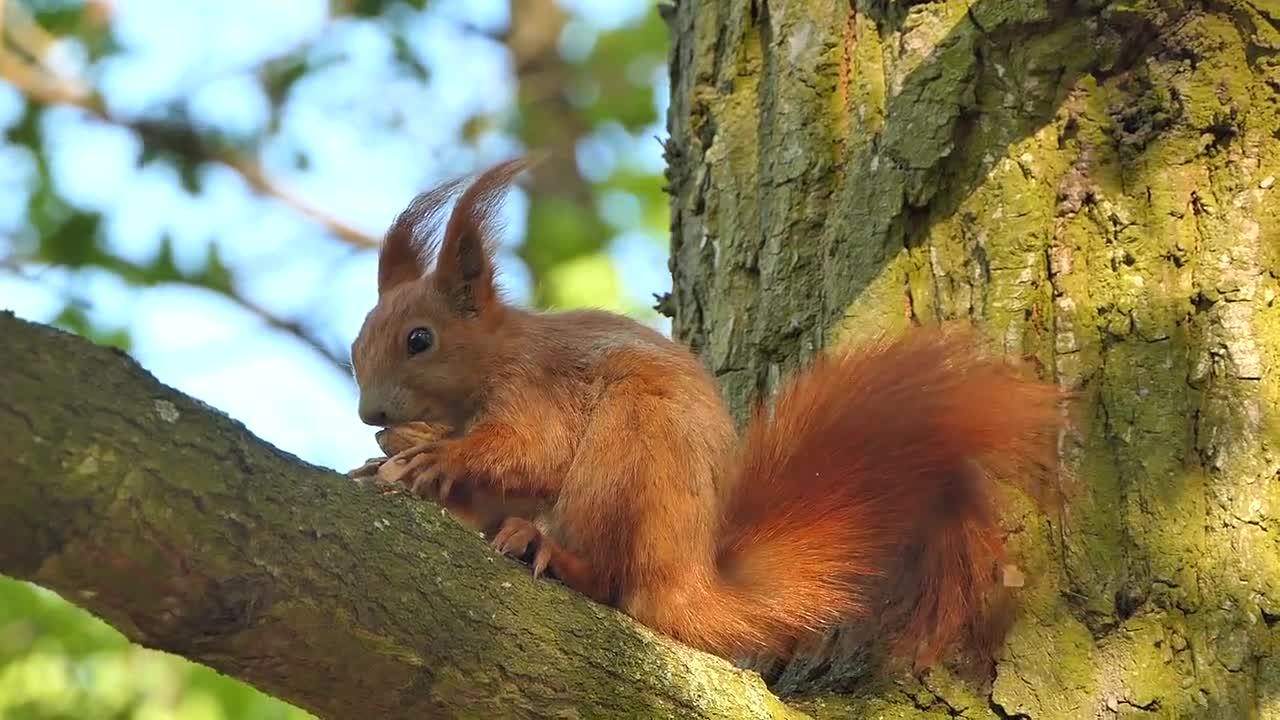 squirrel eating something...