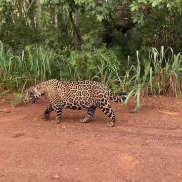 BIG FELINE IN PANTANAL BRAZIL