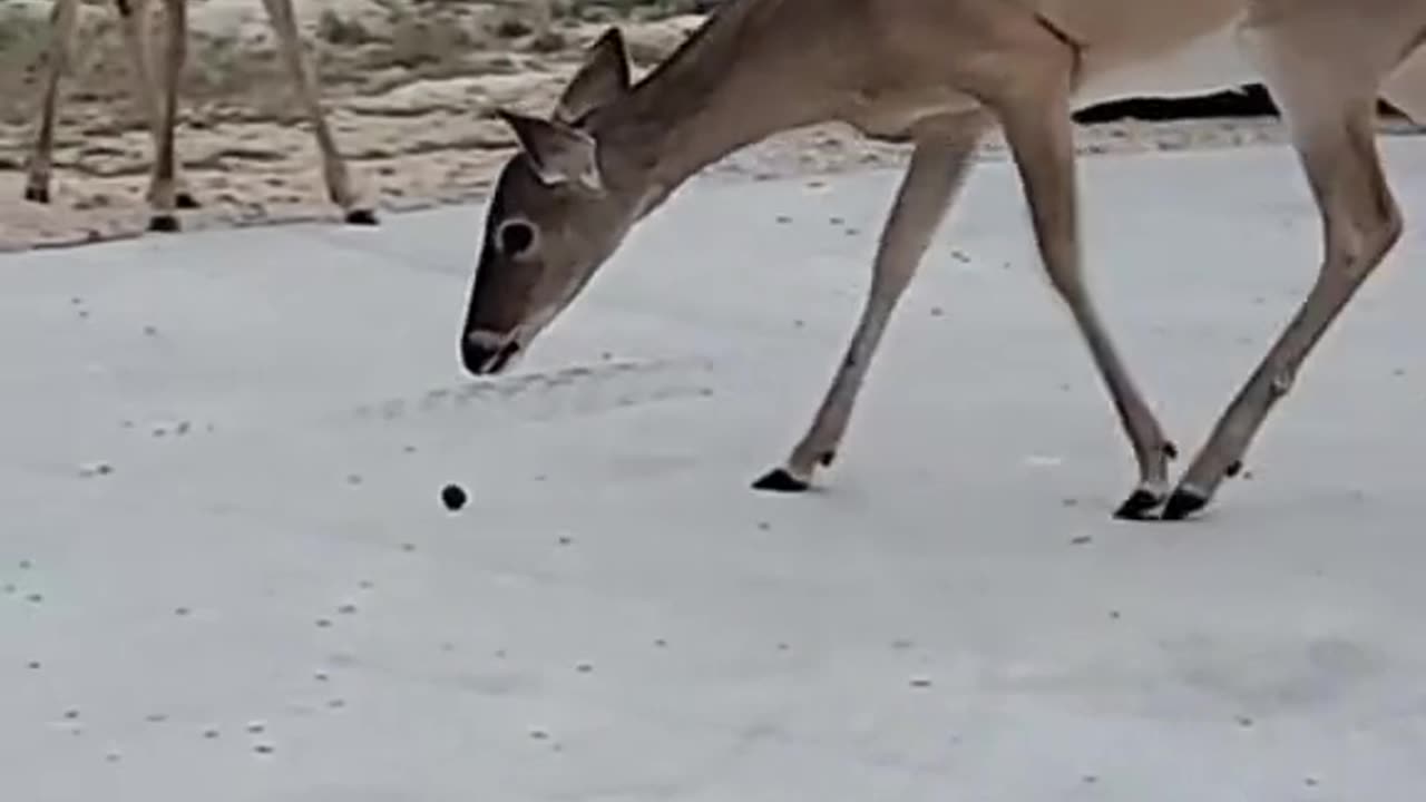 Do deer fetch?