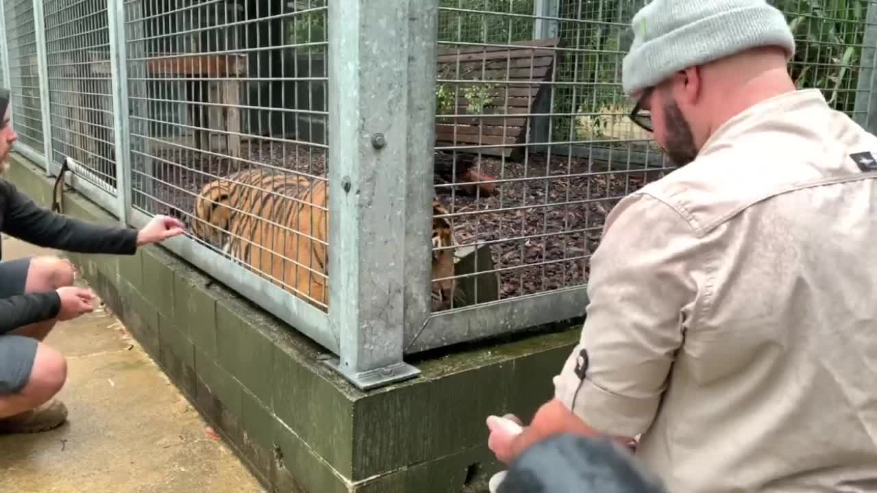 Injection training with sumatran tiger 🐅🐯