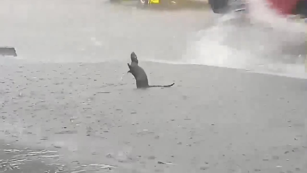 Rat Rejoices In The Pouring Rain