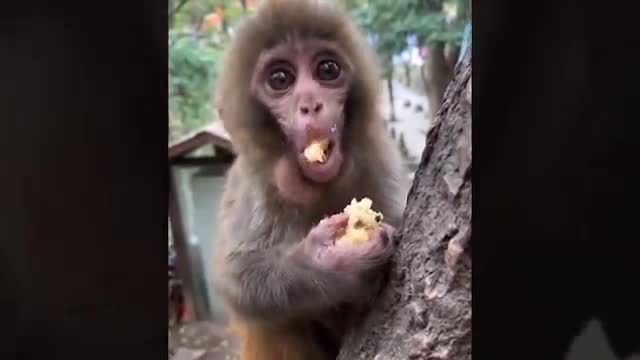 Monkey eat fruit