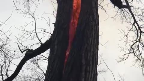 Fire burning INSIDE of a tree with nothing else burning.