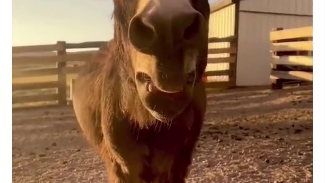 Miniature Donkey