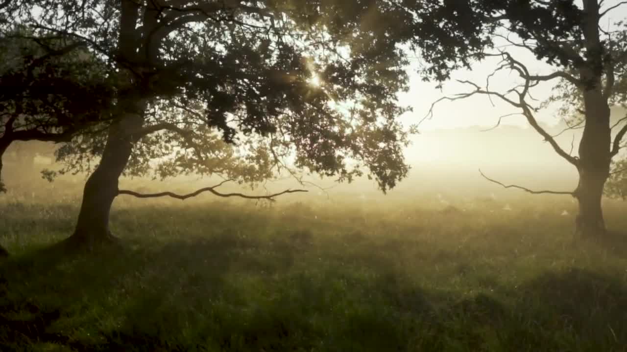 Enjoy the silence of nature (relaxation)