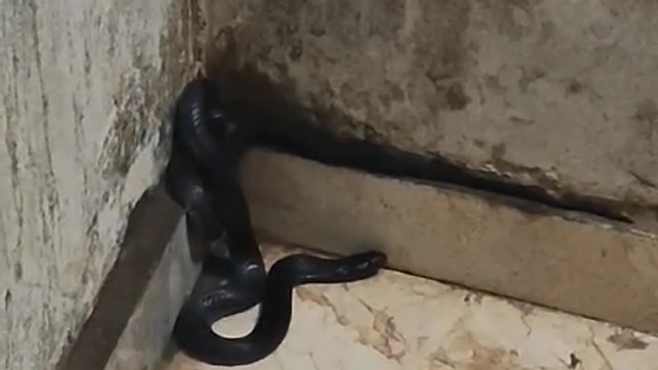 very big snake in bedroom