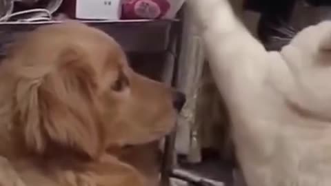 Funniest dogs and cat moment😸