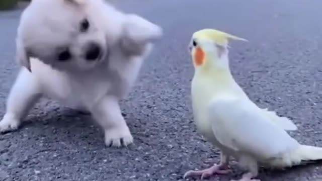 Lovely dog ​​vs parrot_cute animals