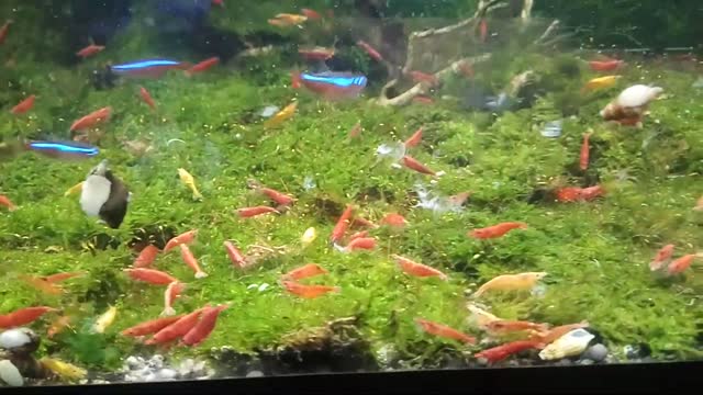 Nice Aquariums - 4