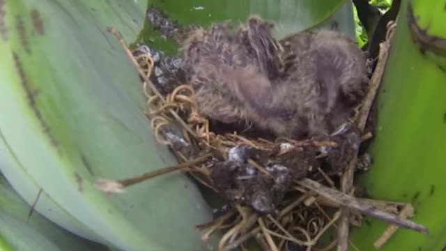 dove chick on the banana tree