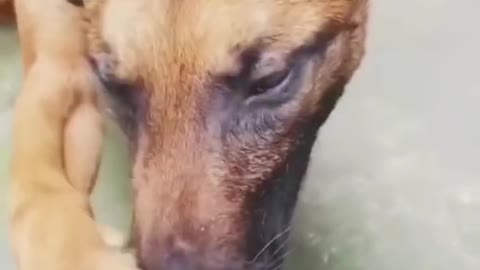 Funny Animal Videos Part 6