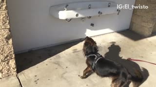 Dog loves drinking water