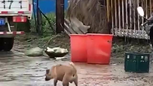 the most pretty cat |the most fantastic lion playing with human prank