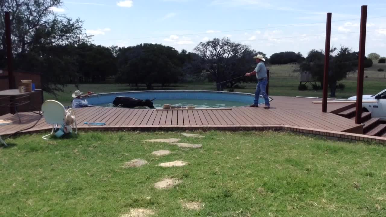 Cowboys Can’t Get Cow Out Of Backyard Pool