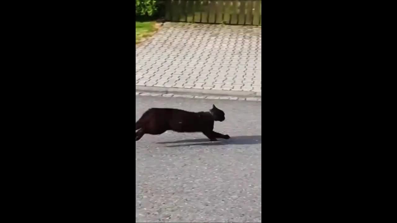 Funny Cat