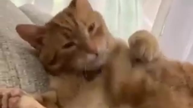 Crazy cat enjoys hitting himself