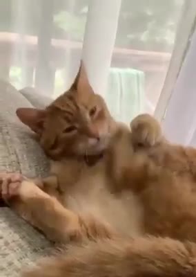 Crazy cat enjoys hitting himself