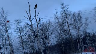 Eagle Picks Up a Pike