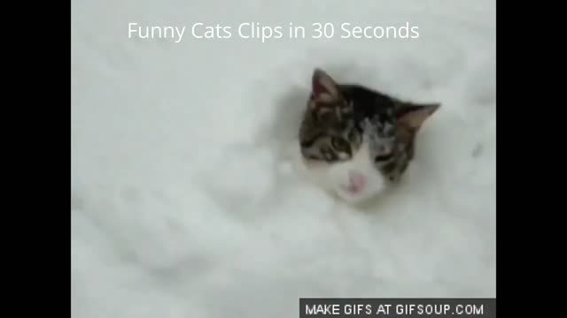 funny cats