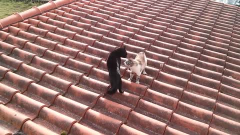 2 Cats fighting on roof and falling