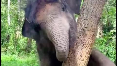 This elephant is very strange, it is different from other elephants, it has a lot of hair