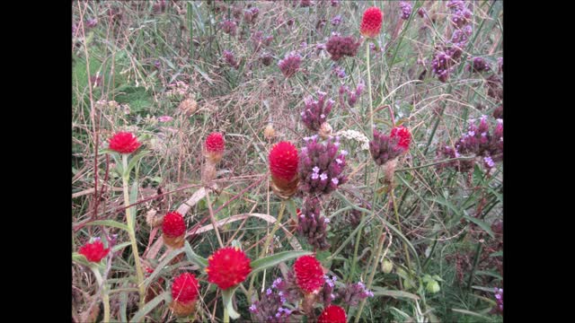 Yellow Stars of Love Gomphrena Oct 2021