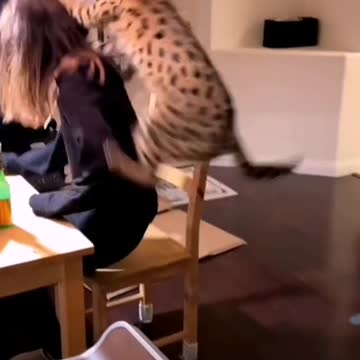 Animal lovers make comments that people want to see