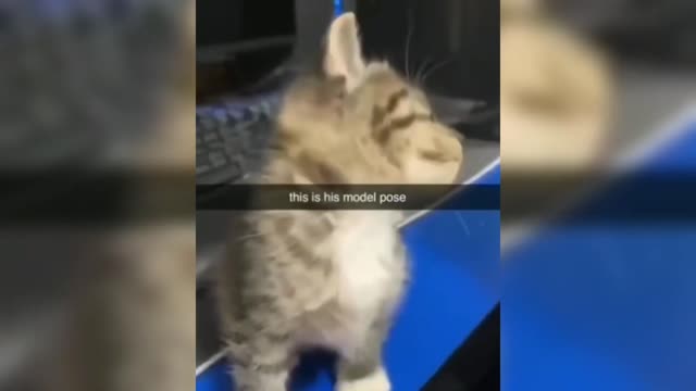 funny cat video