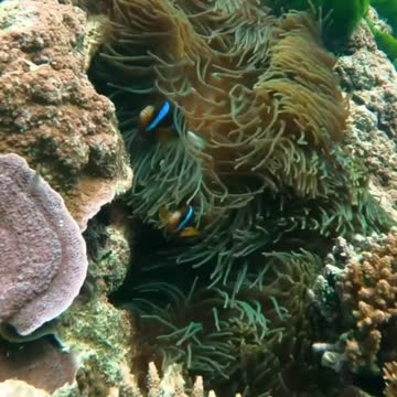 Discover a world below the surface that is full of life