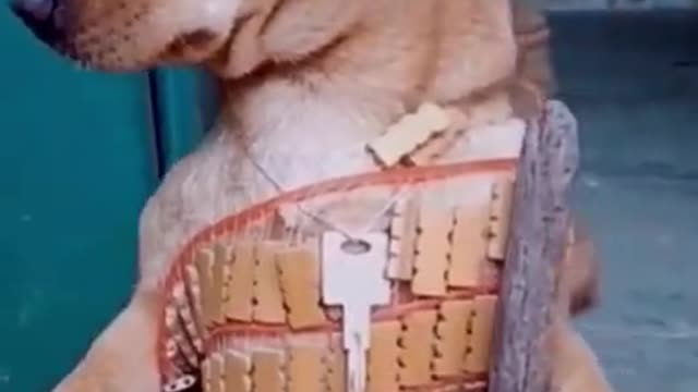 FUNNY ANIMALS VIDEOS TRY NOT TO LAUGH 🤣 | FUNNY CATS | FUNNY DOGS | CUTEST ANIMALS