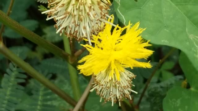 Mimosa pudica flowers(yellow type)