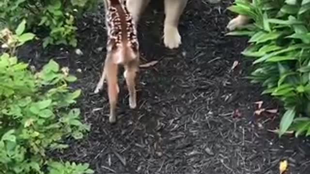 FUNNY PUPPIES, THE CUTEST EVER! ๐๐งก๐ถ