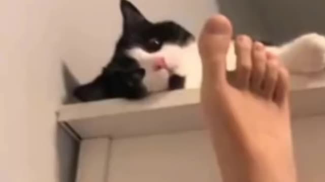 Cute cats funny