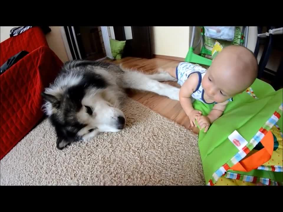 Alaskan Malamute enjoys playtime with toddler