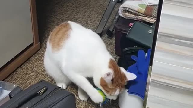 a toy-loving cat